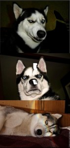 Create meme: husky, animals funny, what kind of dog
