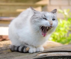 Создать мем: зевающий кот, белые кошки, смешная белая кошка