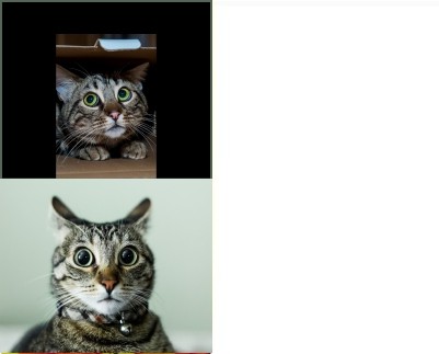 Create meme: cat , cat in shock, the surprised cat 
