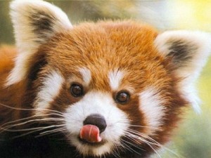 Create meme: red Panda, panda hd, Red Panda