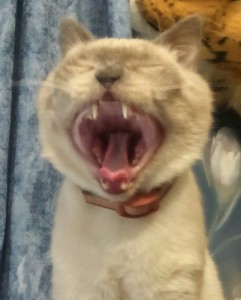 Create meme: yawn, cat, mad