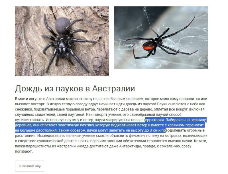 Создать мем: ядовитые пауки, паук каракурт, пауки