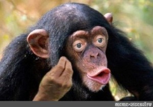 Создать мем: обезьяна с губами мем, самец шимпанзе, шимпанзе мем