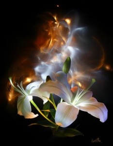 Create meme: flowers, plakaty--black Lily, light-graphic