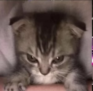 Create meme: lop-eared kitten, The lop-eared striped kitten, Scottish fold cat