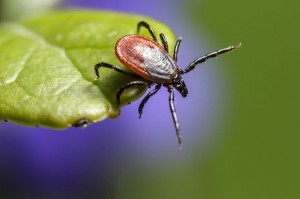 Create meme: mites, mites parasitic on insects, pliers on a blade of grass