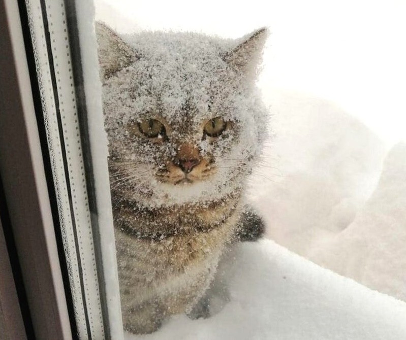 Создать мем: снег снежочек, кошки зимой, зимний котик