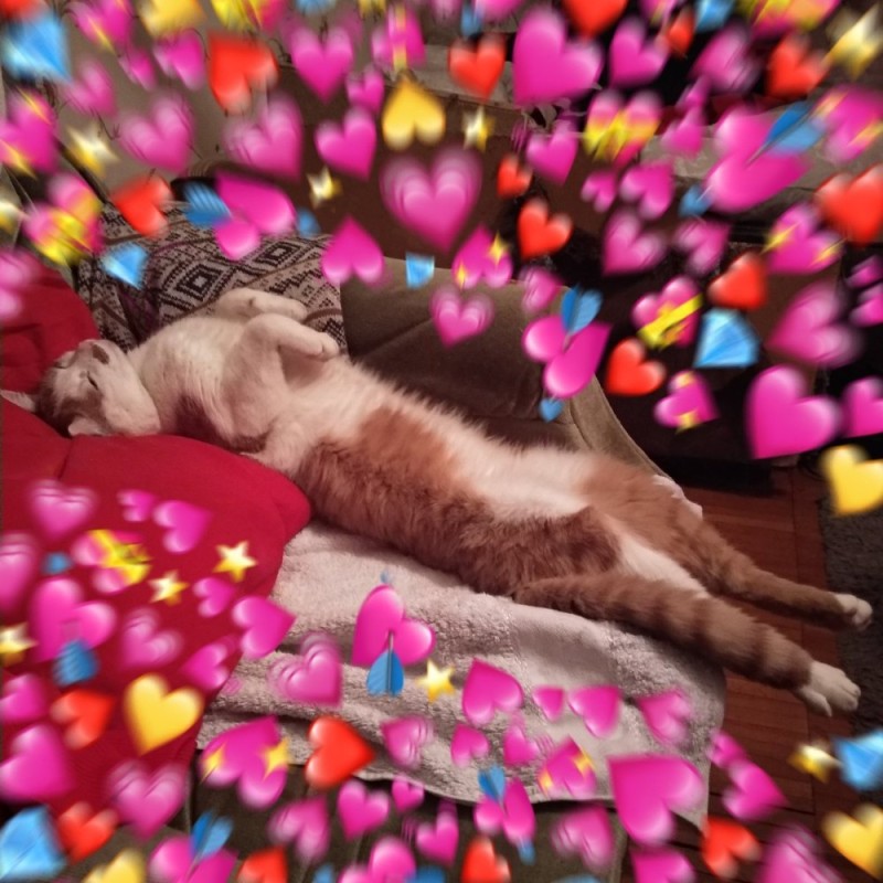 Create meme: cute cat with hearts, cute cats with hearts, cat with hearts