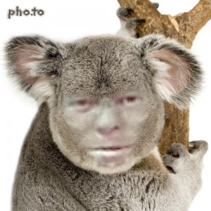 Создать мем: животные, милая коала на белом фоне, коала на белом фоне рисунок