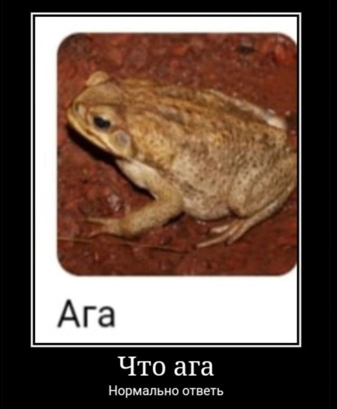 Создать мем: лягушка ара, жаба обыкновенная, жаба ага жаба ага
