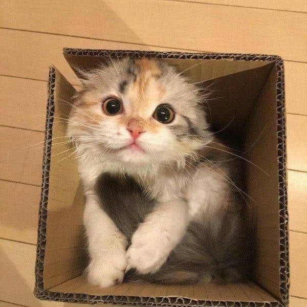Создать мем: котик в коробке, кот в коробке, кот