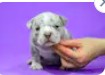 Create meme: English bulldog , English bulldog mini, english bulldog puppy