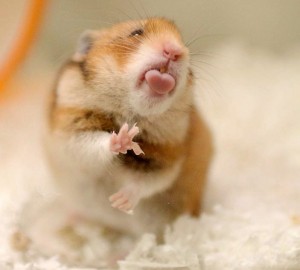 Create meme: cute hamster, funny hamsters, hamster cute