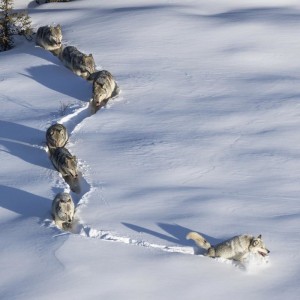 Create meme: wolves are on the snow