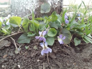 Create meme: violet garden cyclemania, violet fragrant horse hoof, amazing violet viola mirabilis