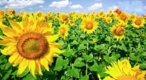 Create meme: field of sunflowers, sunflower, sunflower