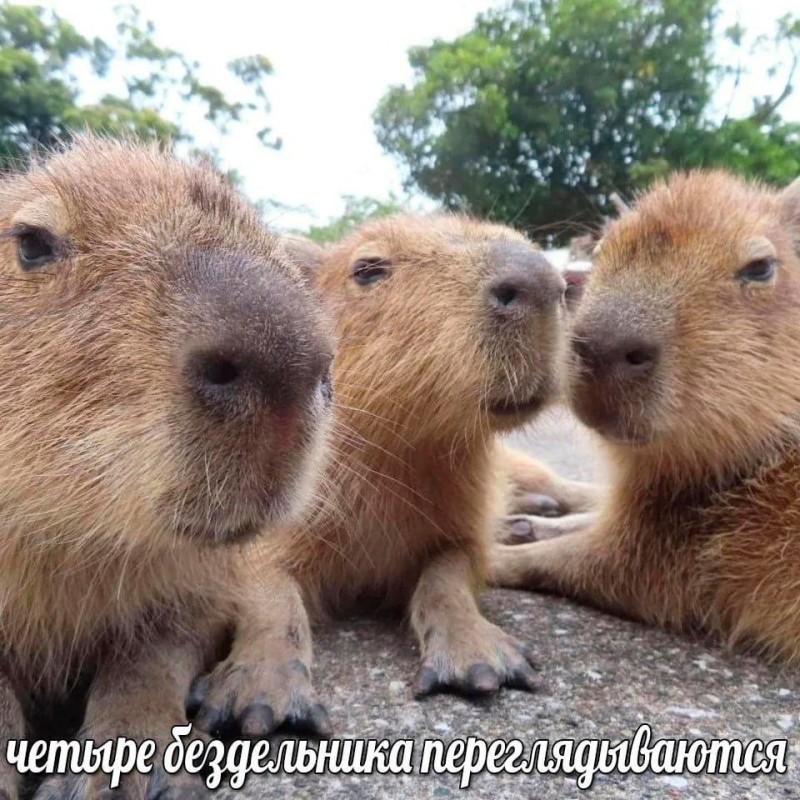 Create meme: the capybara , funny capybara, a pet capybara