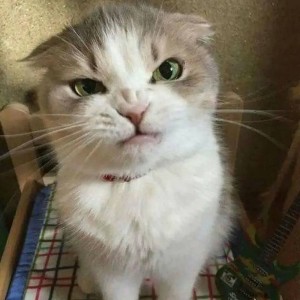 Create meme: angry cute cat, cat funny