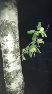 Create meme: downy birch betula pubescens, birch, birch trunk photos