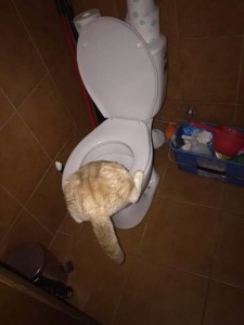 Создать мем: настоящий туалетный юмор, унитаз чугун, кот пьет из унитаза