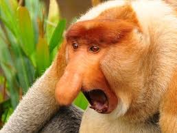 Create meme: a monkey with a nose, monkey the proboscis monkey photos, monkey nosey
