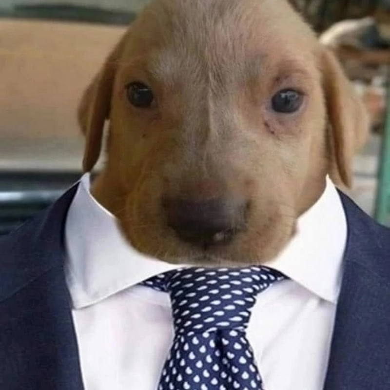 Create meme: a dog in disguise, Dachshund dog, animals dogs