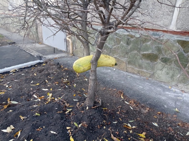 Create meme: plant , matveev kurgan, quince tree