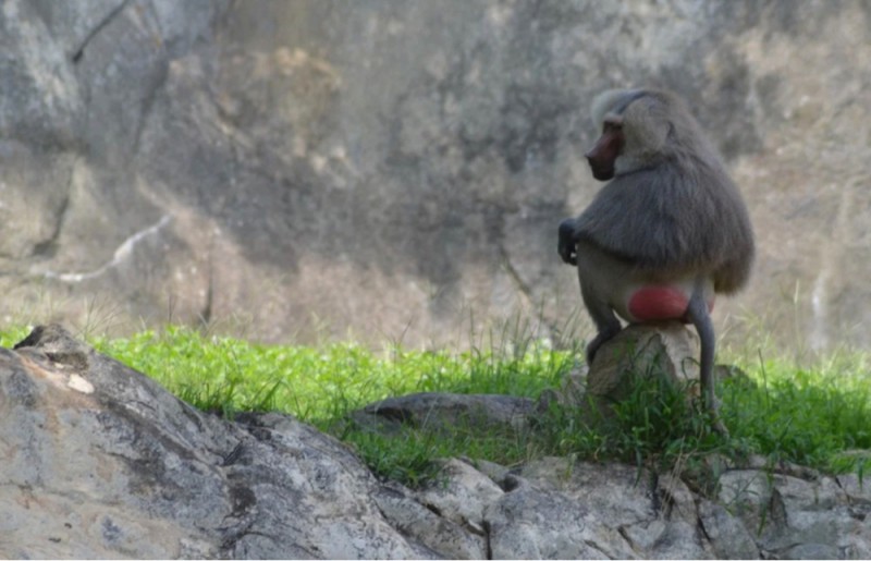 Create meme: monkey with red ass, monkey with red, baboon 