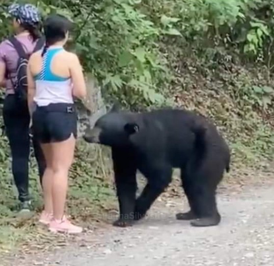 Создать мем: медведь разорвал, бразильский медведь, нападение медведя