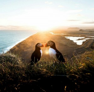 Create meme: the Icelandic love, birds of Denmark, landscape