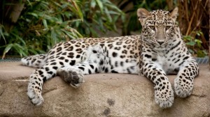 Создать мем: leopard, персидский леопард с котятами, переднеазиатский леопард котята