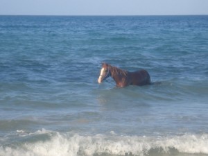 Создать мем: лошадь купается в море, крым лето лошадь море, конь у моря мем