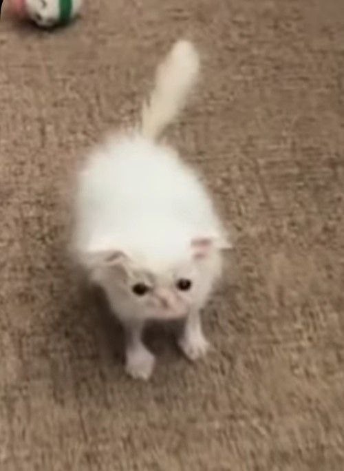 Create meme: fluffy white kitten, cat , cat 