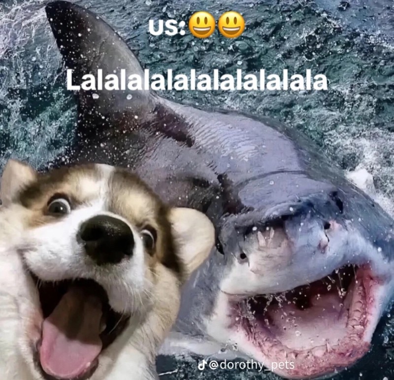 Create meme: mako sharks, shark with teeth meme, mako shark jaws