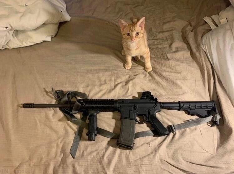 Create meme: a cat with a gun, cats with machine guns, memes cats with guns