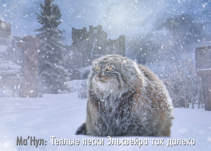 Create meme: snow manul, the Pallas cat in winter, manul 