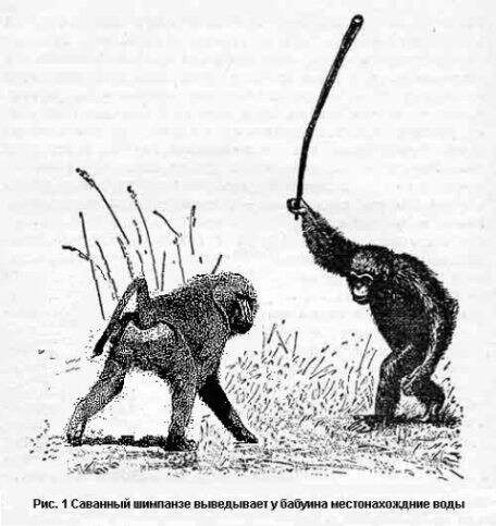 Создать мем: саванный шимпанзе бьёт чучело леопарда, саванный шимпанзе яростно, обезьяна с палкой