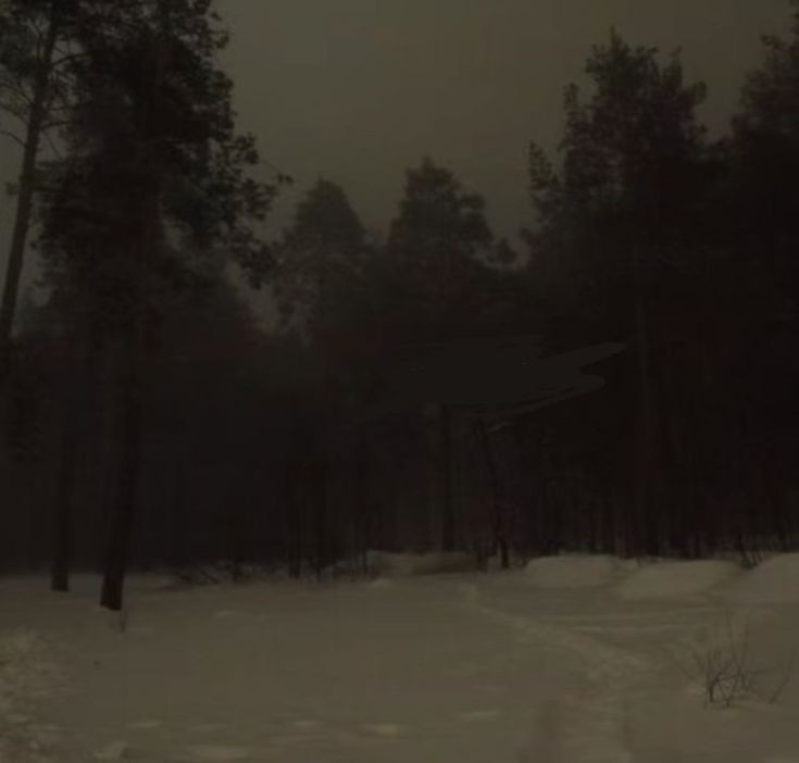 Create meme: forest landscape, dense forest, night in the woods