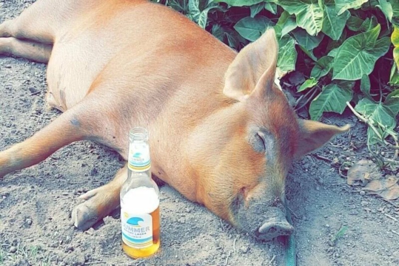 Создать мем: свинья в грязи, свинья украла пиво, свинья
