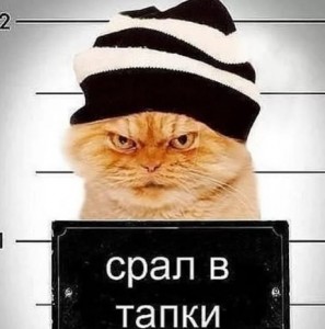 Создать мем: кот, коты, кот гадит в тапки