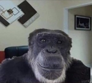 Создать мем: обезьяна мем, обезьянки, обезьяна горилла