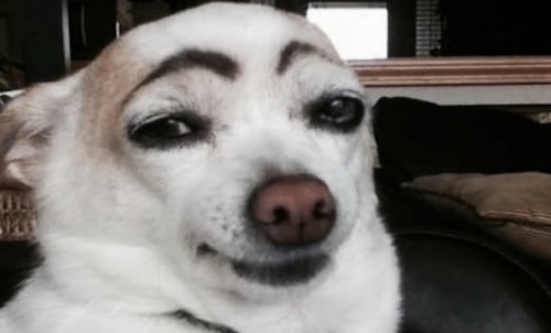 Create meme "Dog (Dog , the dog eyebrows, funny dog