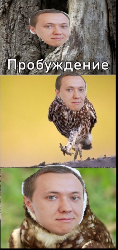 Create meme: screenshot , owl , the owl is cunning