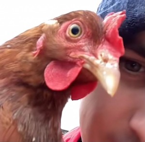 Создать мем: куриная голова без клюва, курица стоковые, голова курицы