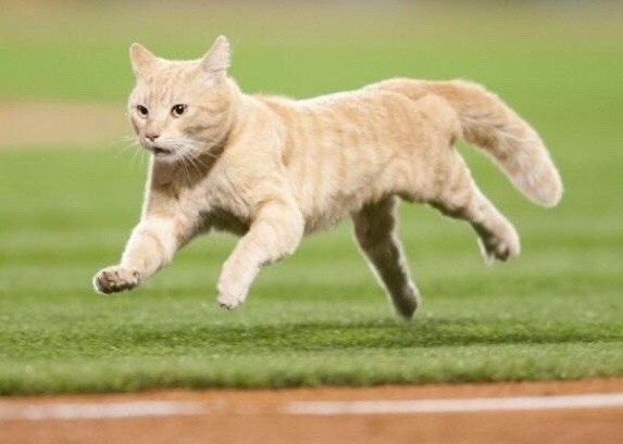 Create meme: running cat, Olympic games, sports cat