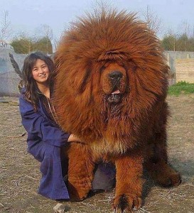 Создать мем: самые огромные собаки в мире видео, dog breeds, dog breed