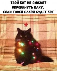 Create meme: cat, cat tree