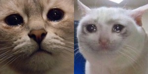 Создать мем: в мире грустит один котик, грустный котик мем, кот вмятый