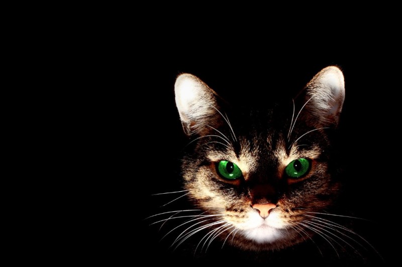 Создать мем: кошка глаза, кошка ночью, кот с зелеными глазами