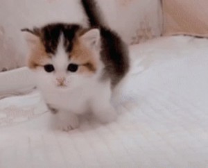Create meme: fluffy kitten, cat, cute cat
